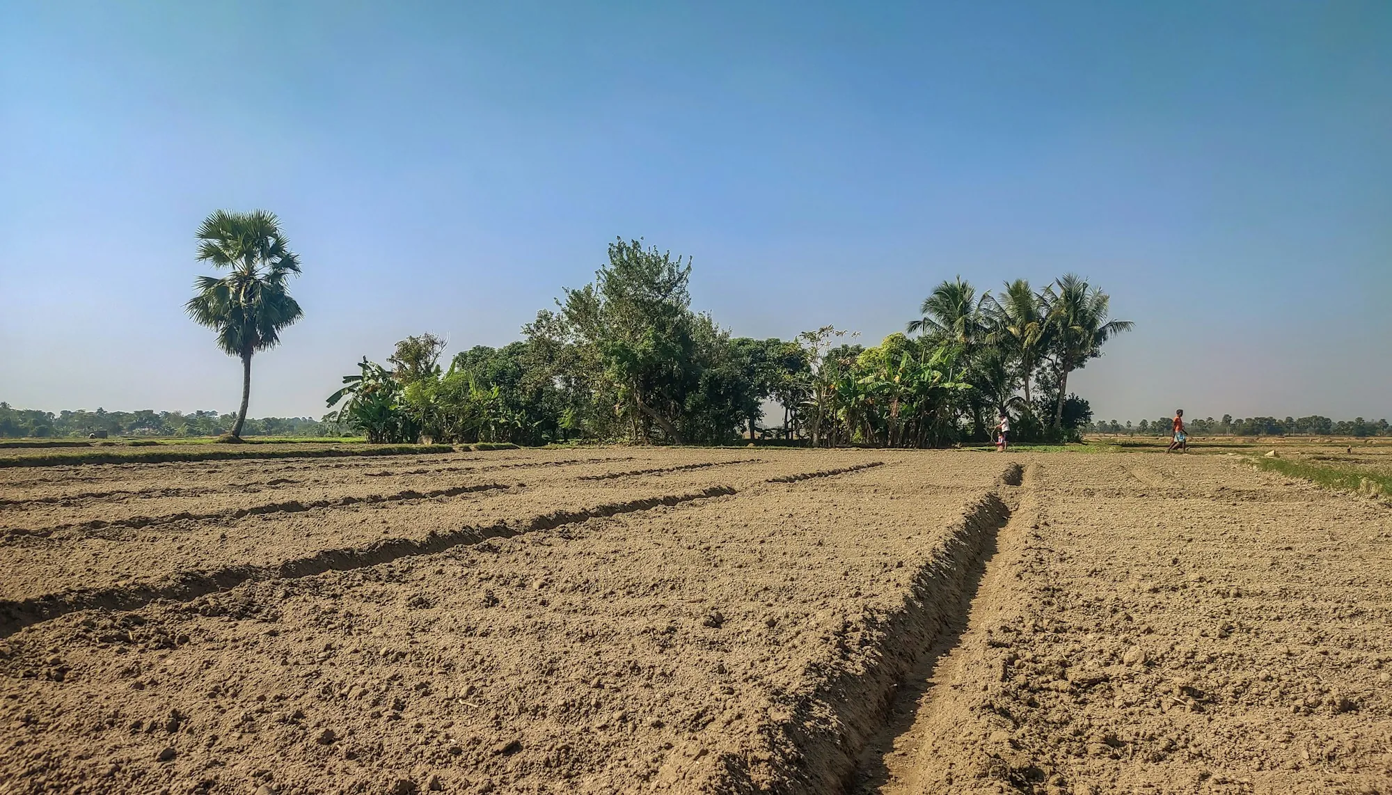 Plowed dirt field with furrows and a row of trees